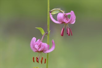 Martagon lily (Lilium martagon) in a forest in spring, lily family, 2 flowers, macro, nature