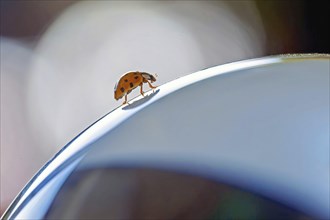 A ladybird crawls over a curved surface with a bluish background, macro-style detail shot