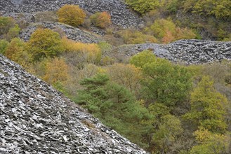 Deciduous trees with autumn leaves and pines (Pinus) growing between high slate heaps, Eastern