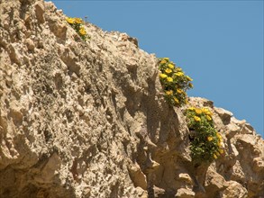 Image of rocks with yellow flowers on them, against a clear blue sky, the cliffs and rocks sprout