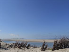 View of the sea with sandbanks and dry branches surrounded by a bright blue sky, sand dunes with