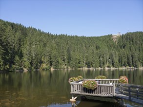 A quiet lake with a wooden bridge, surrounded by a dense forest and decorated with flowers, small