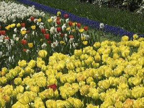 A colourful flower bed with a multitude of yellow and red tulips growing close together, many