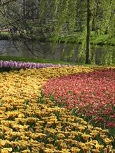 A colourful carpet of tulips and hyacinths on a river bank, surrounded by trees in spring, many