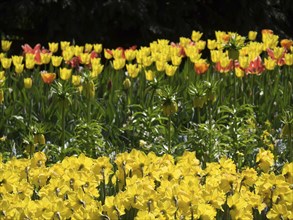 A large field of yellow daffodils and tulips in various colours in full bloom in spring, many