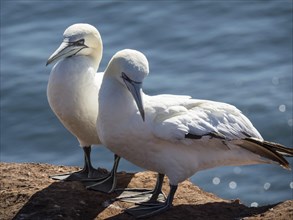 Two gannets standing side by side on a cliff on the coast, Heligoland, Germany, Europe