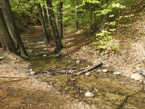A small stream flows through a forest with tall trees and green foliage, surrounded by stones and