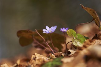 Common hepatica (Anemone hepatica) Blossoms in a forest, Bavaria, Germany, Europe