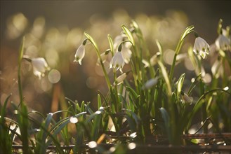 Close-up of spring snowflake (Leucojum vernum) blooming in spring, Bavaria, Germany, Europe