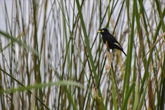 Brilliant dark tyrant (Hymenops perspicillatus) in its natural habitat in the reeds, Buenos Aires,