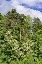 Mixed forest, common robinia flowering, Allgaeu, Bavaria, Germany, Europe