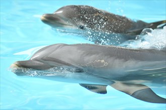 Close-up of a dolphin-calf of a common bottlenose dolphin or Atlantic bottlenose dolphin (Tursiops