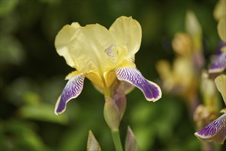 Close-up of a Iris variegata blossom in early summer