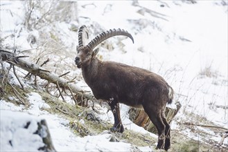 Close-up of an Alpine ibex (Capra ibex) in the Alps by snow, wildlife, Styria, Austria, Europe