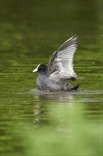 Close-up of a Eurasian coot (Fulica atra) on a little lake in spring