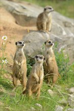 Close-up of a group of meerkat or suricate (Suricata suricatta) in spring