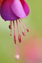 Close-up of red Fuchsia blossoms in a garden in summer