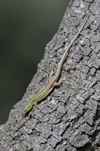 Sand lizard (Lacerta agilis) on tree trunk, Dalmatia, Croatia, Europe