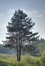Landscape of a Scots pine (Pinus sylvestris) in a village in spring