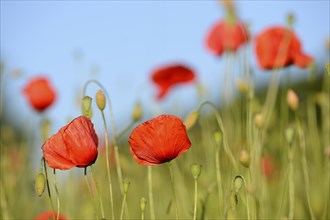 Close-up of Corn poppies (Papaver rhoeas) in a corn field in summer