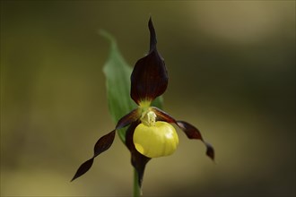 Close-up of a Lady's-slipper orchid (Cypripedium calceolus)