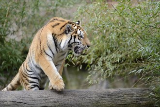 Siberian tiger or Amur tiger (Panthera tigris altaica)