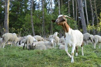 Landscape of a Goat in a Sheep flock (Ovis aries) in spring, Upper Palatinate