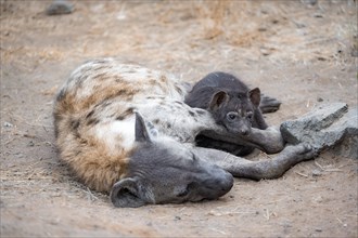 Spotted hyenas (Crocuta crocuta), adult female with cubs, lying down, suckling her cubs, Kruger