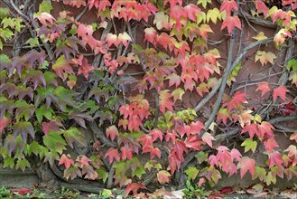 Wild Vine, Maiden Vine (Parthenocissus quinquefolia) with fruits and autumn leaves clinging to a