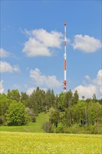 Transmission mast at the Raichberg tower, dandelion meadow, forest, Onstmettingen,