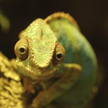 Green chameleon (Chamaeleonidae), looking into the camera, in front of a dark background, animal