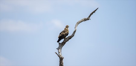 Brown snake eagle (Circaetus cinereus), juvenile, sitting on a branch against a blue sky, Kruger