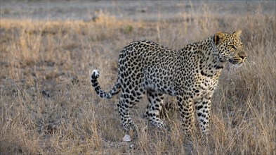 Leopard (Panthera pardus) running through dry grass, adult, in the evening light, Kruger National