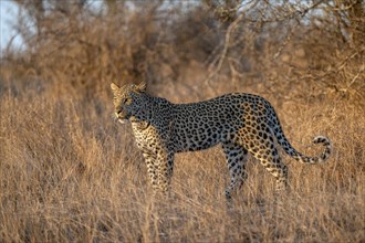 Leopard (Panthera pardus) standing in dry grass, adult, in the evening light, Kruger National Park,