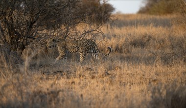 Leopard (Panthera pardus) running through dry grass, adult, in the evening light, Kruger National