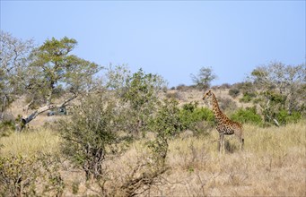 Southern giraffe (Giraffa giraffa giraffa), African savannah, Kruger National Park, South Africa,