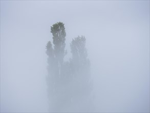 Poplars in the fog, near Leibnitz, Styria, Austria, Europe