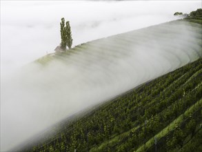 Vineyard in the morning mist, Silberberg, near Leibnitz, Styria, Austria, Europe