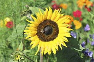 Sunflower (Helianthus annuus), blooming, Baden-Wuerttemberg, Germany, Europe, A blooming sunflower