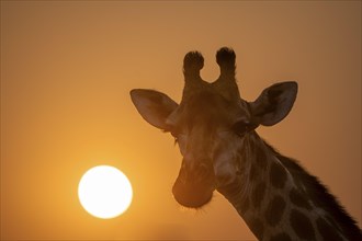 Southern giraffe (Giraffa giraffa giraffa) backlit in front of the sun at sunset, animal portrait,