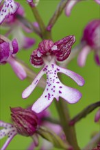 Northern marsh-orchid (Orchis purpurea), single flower, flower figure, detail, macro, nature