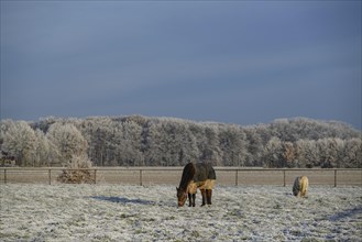 Two horses on a frozen meadow with bare trees in the background on a calm winter morning, hoarfrost