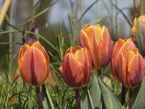 Orange and red tulips in full bloom in close-up, surrounded by green foliage and other plants, many