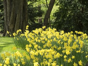 A blooming field of yellow daffodils in the forest, with large trees in the background and green