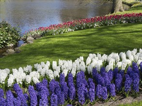 Flower bed with white, blue and red hyacinths on a river bank in a park, many colourful, blooming