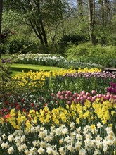 A colourful spring garden with blooming daffodils and tulips, nestled in green foliage, many