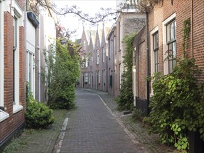 Cobblestone street with narrow houses and plants that create a quiet urban atmosphere, Haarlem,