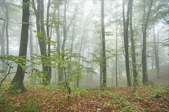Landscape of a foggy forest with European beech (Fagus sylvatica) in autumn, Bavaria, Germany,