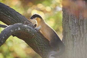 Close-up of a yellow-throated marten (Martes flavigula) in autumn