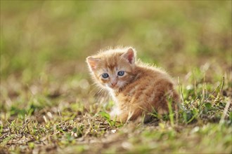 Domestic cat (Felis silvestris catus) cute kitten, five weeks old, on a meadow, Germany, Europe